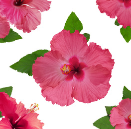 Beautiful tropical hibiscus flowers isolated on white