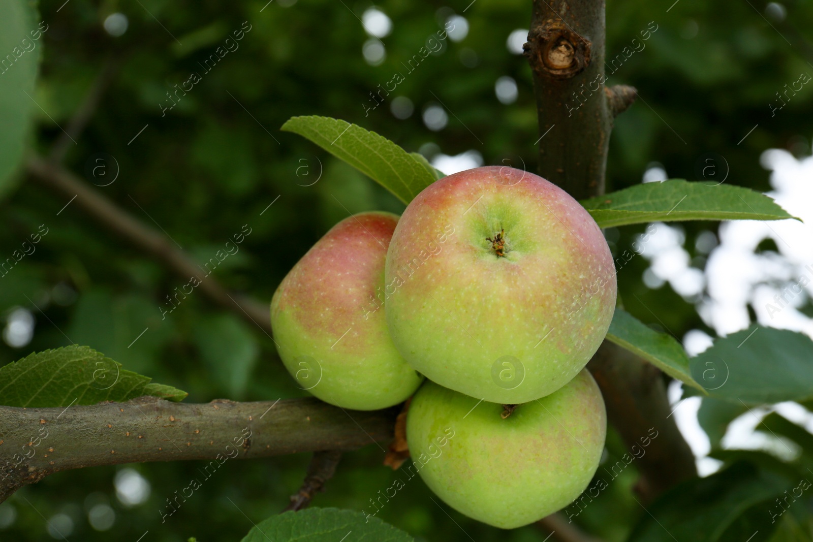 Photo of Apples and leaves on tree branch in garden, closeup