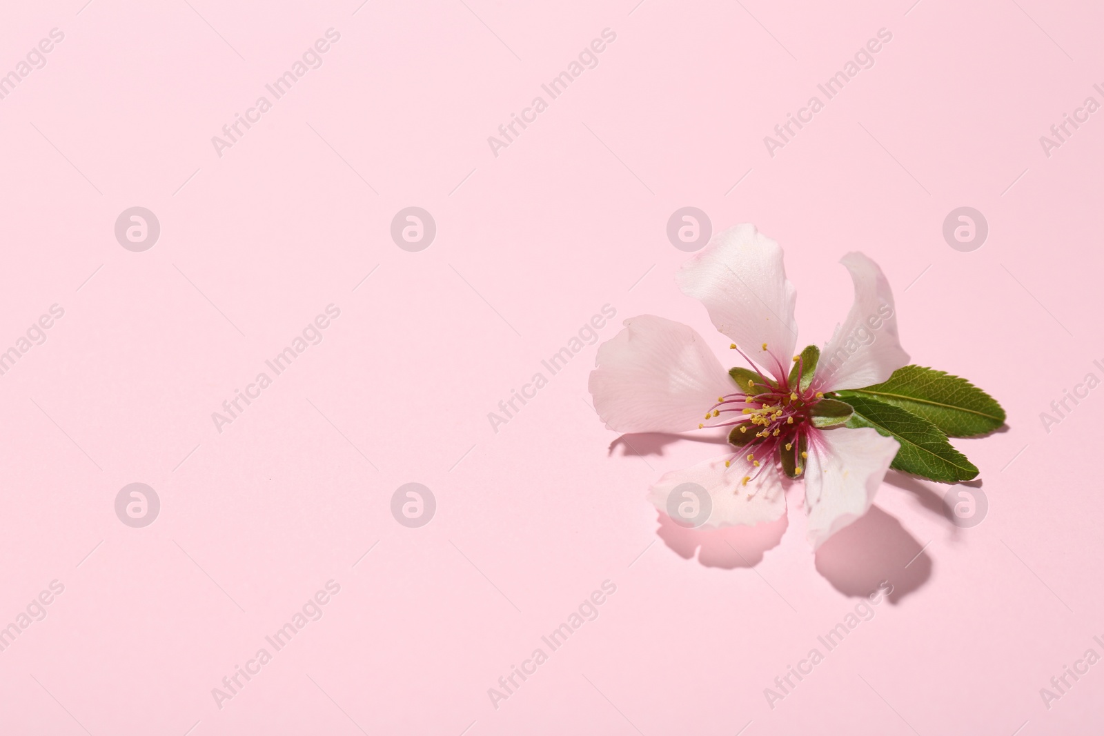 Photo of One beautiful spring blossom with leaves on pink background. Space for text