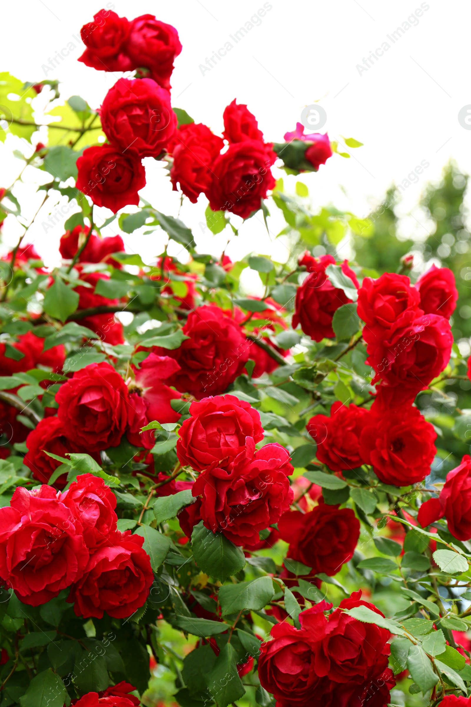 Photo of Beautiful green bush with blooming roses in garden