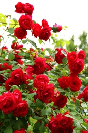 Beautiful green bush with blooming roses in garden