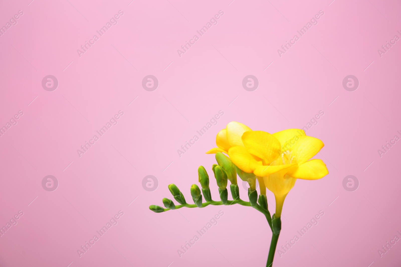 Photo of Beautiful freesia flower on color background