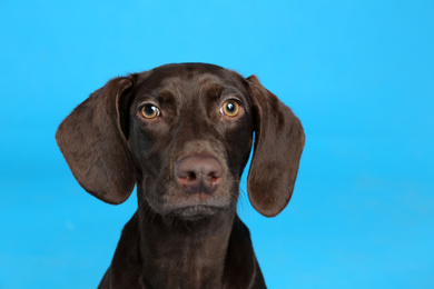 Photo of German Shorthaired Pointer dog on light blue background
