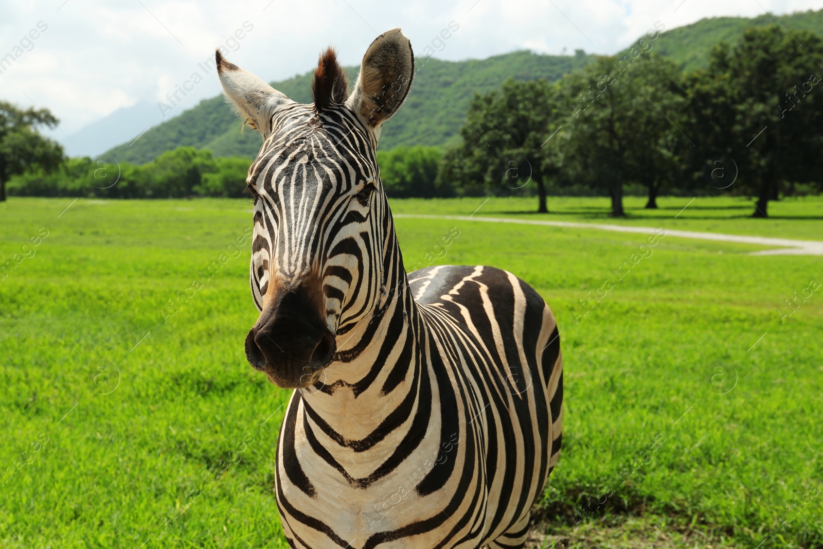 Photo of Beautiful striped African zebra in safari park