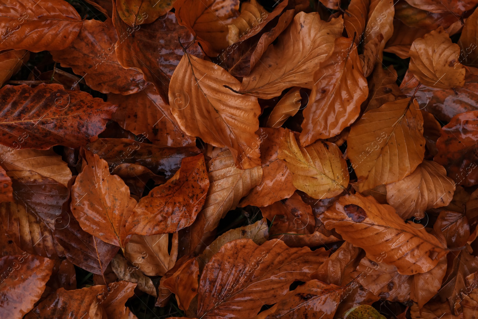 Photo of Beautiful wet orange autumn leaves as background, top view