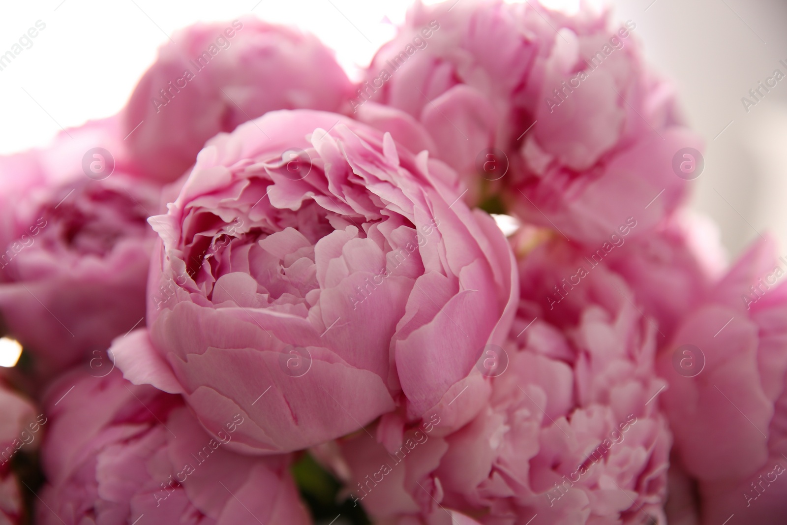 Photo of Closeup view of beautiful fresh pink peonies