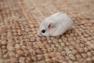 Photo of Cute funny pearl hamster on wicker mat