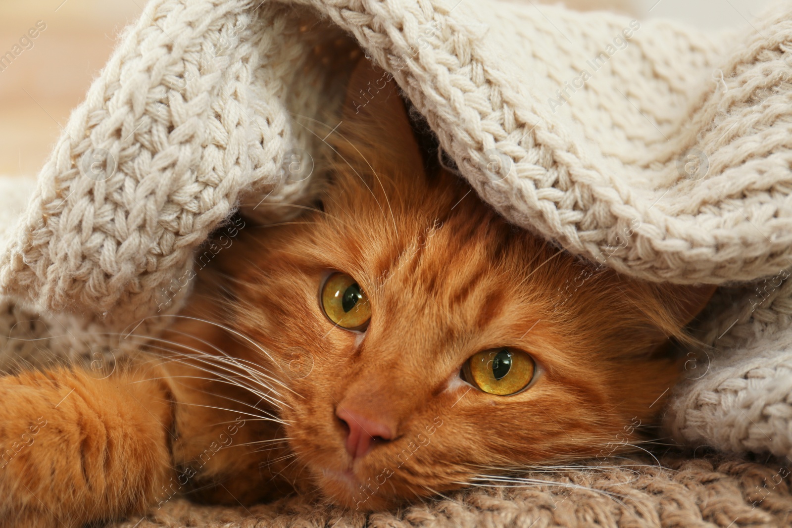 Photo of Adorable ginger cat under plaid at home. Cozy winter