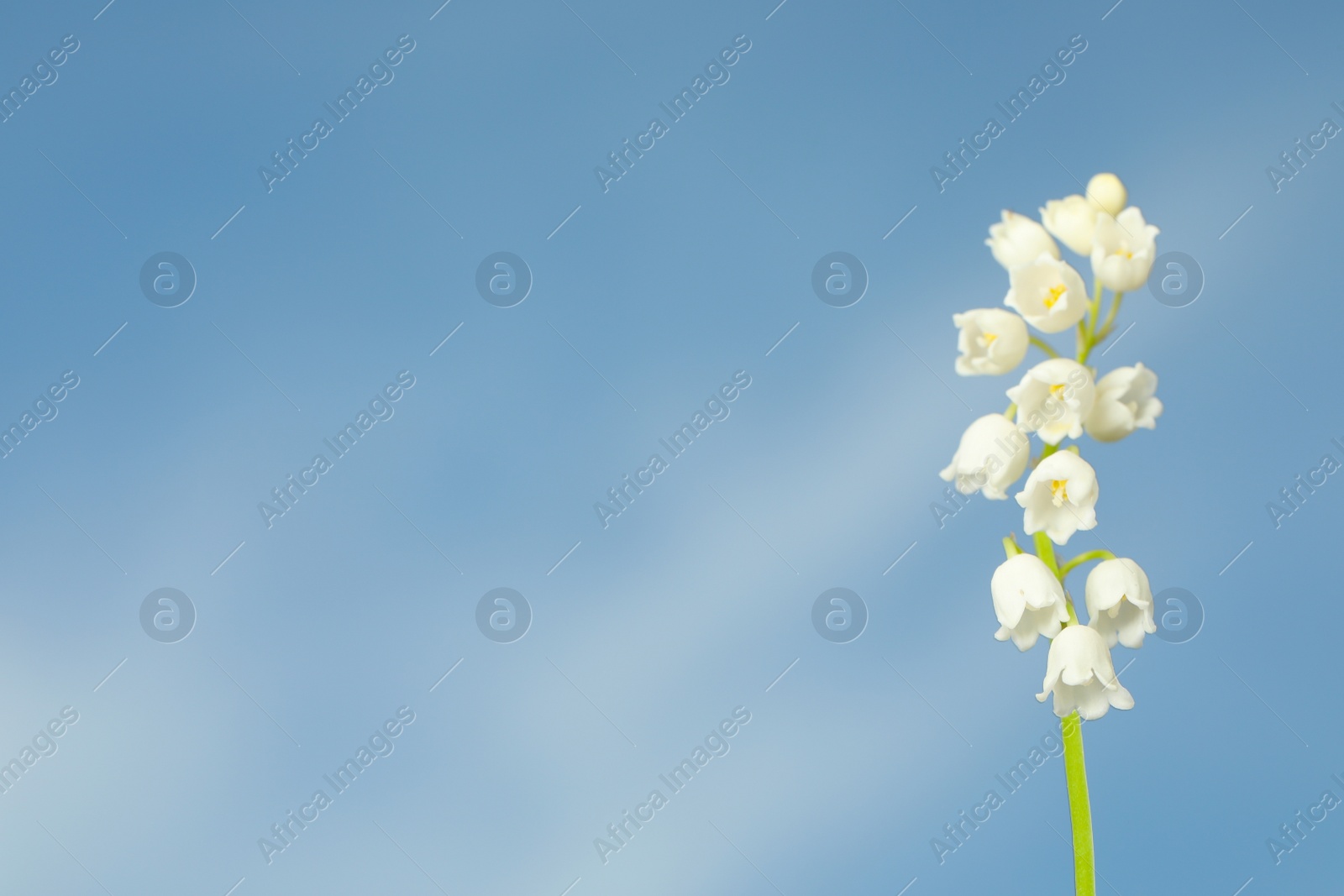 Photo of Beautiful lily of the valley against blue sky, closeup. Space for text