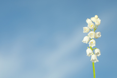 Beautiful lily of the valley against blue sky, closeup. Space for text