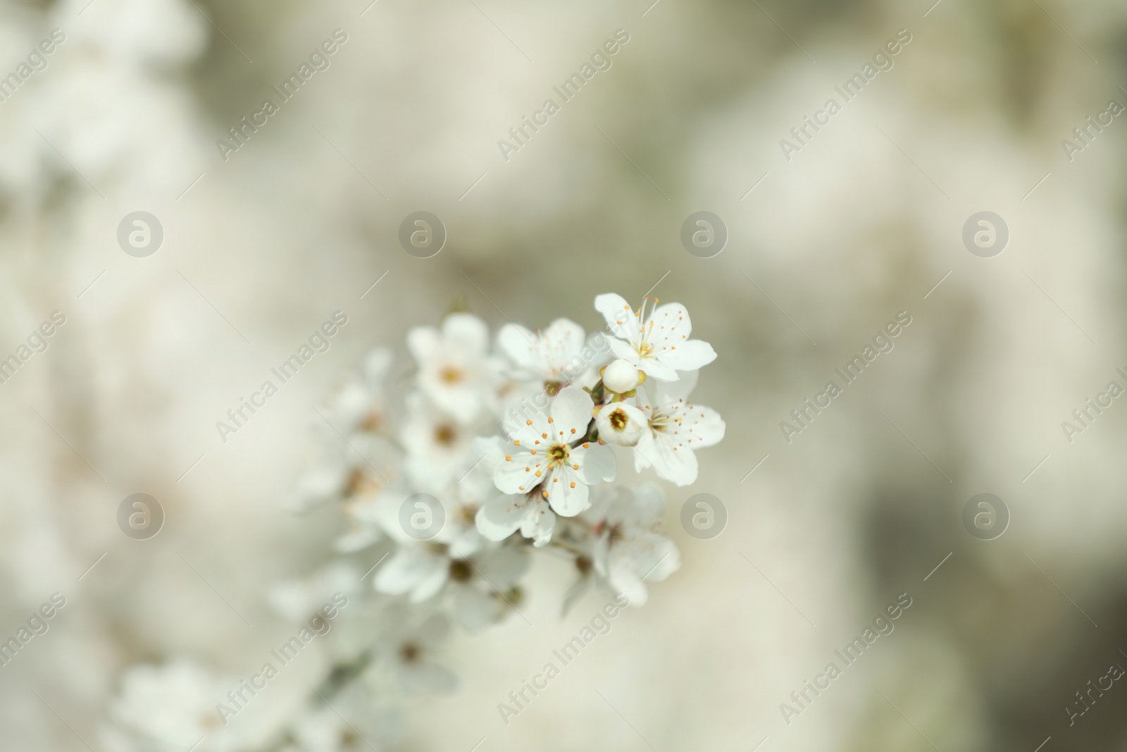 Photo of Closeup view of blossoming tree outdoors on spring day