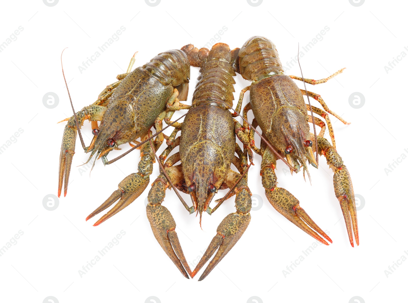 Photo of Fresh raw crayfishes isolated on white. Healthy seafood