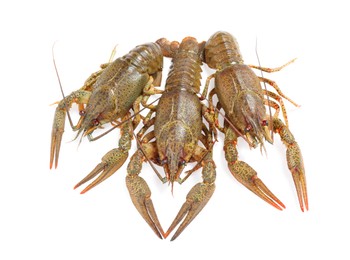 Photo of Fresh raw crayfishes isolated on white. Healthy seafood