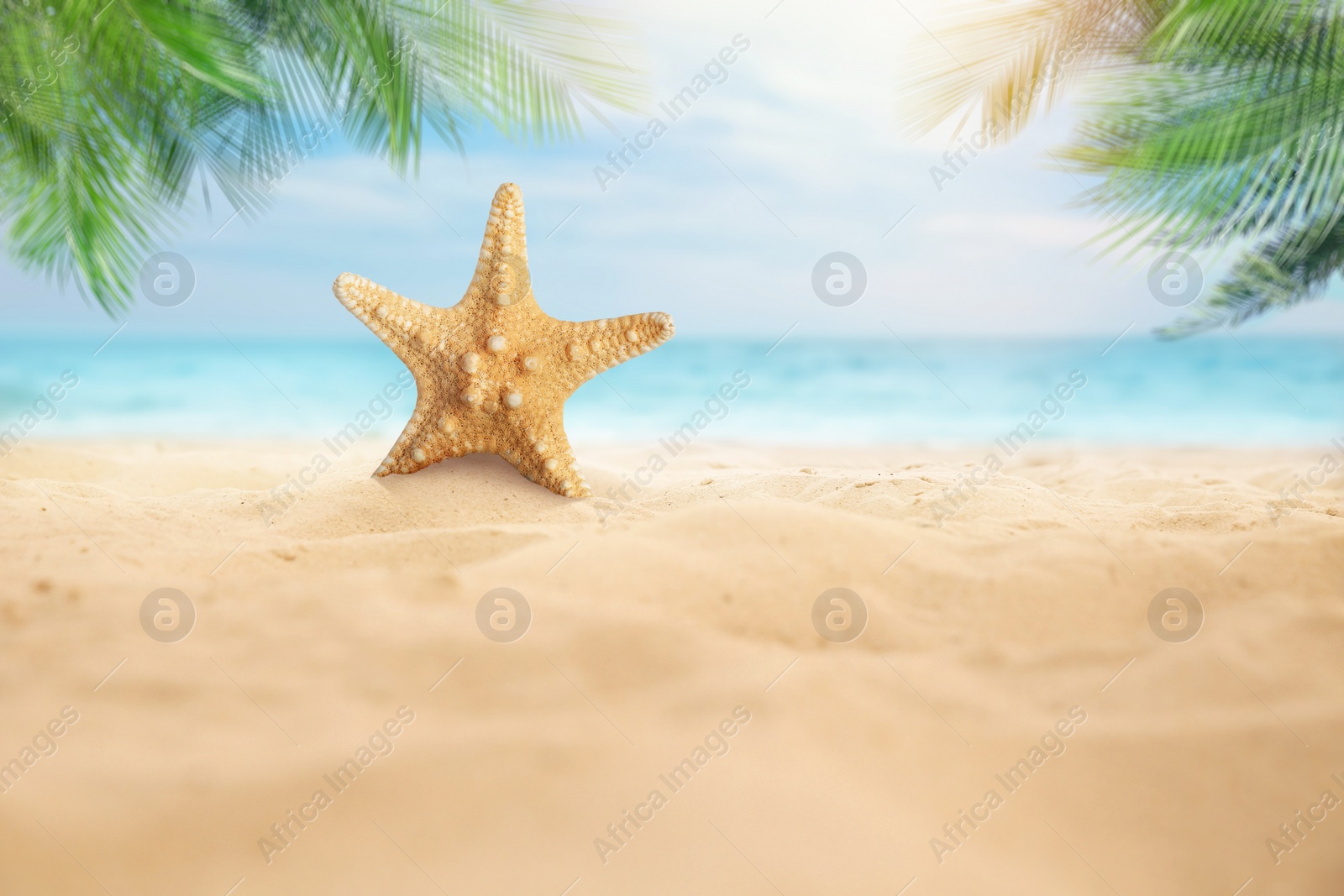 Image of Beautiful sea star on sandy beach. Space for text 