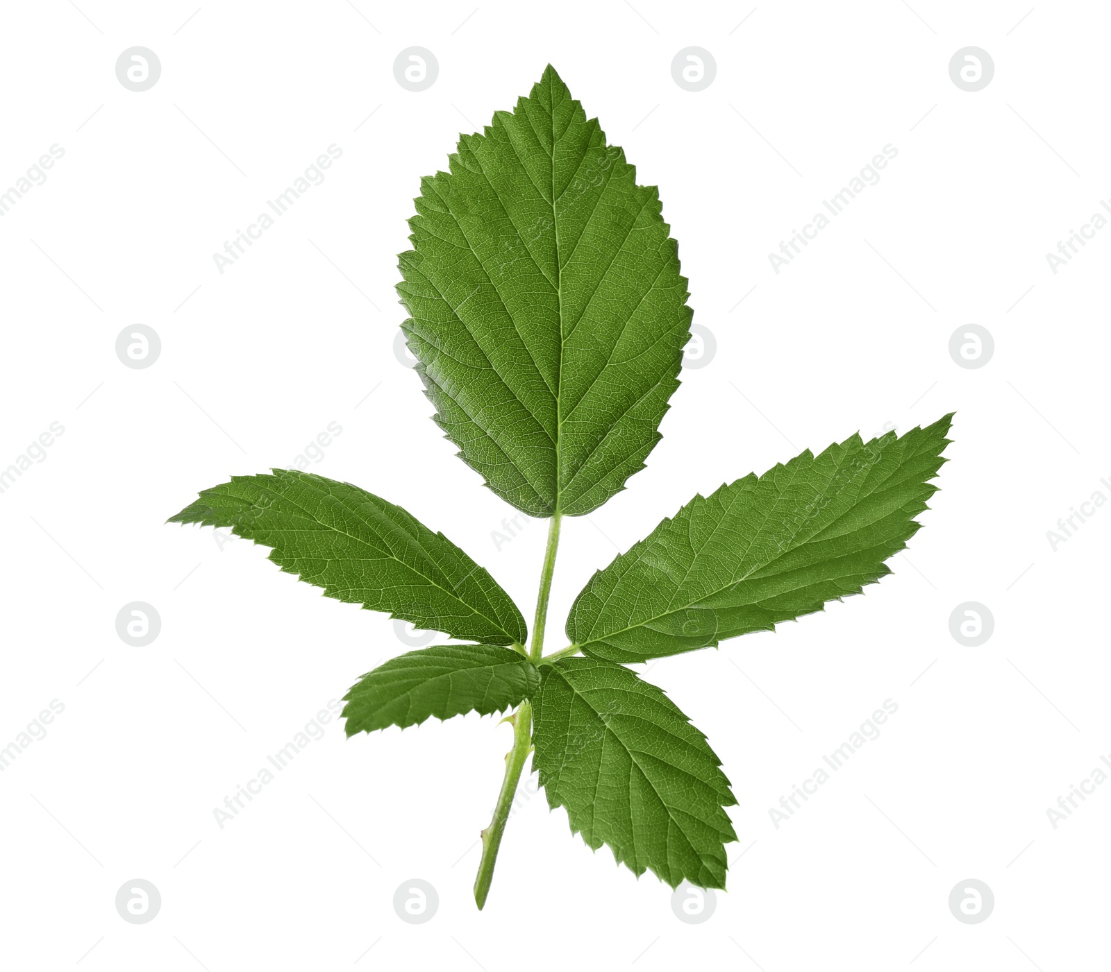 Photo of Fresh green blackberry leaves isolated on white