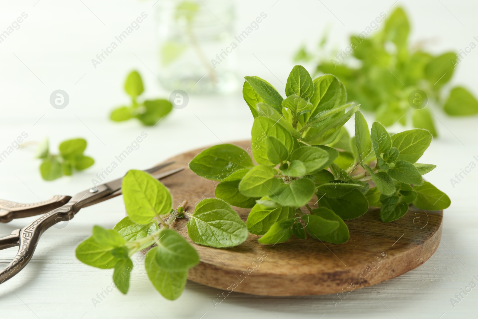 Photo of Sprigs of fresh green oregano and scissors on white wooden table, closeup