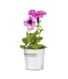 Photo of Petunia in metal flower pot isolated on white