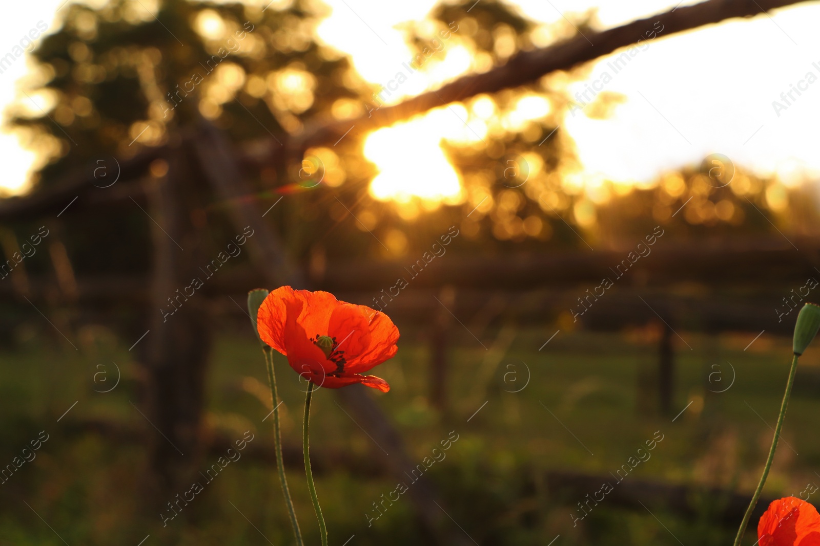 Photo of Beautiful blooming red poppy outdoors in morning, closeup. Space for text