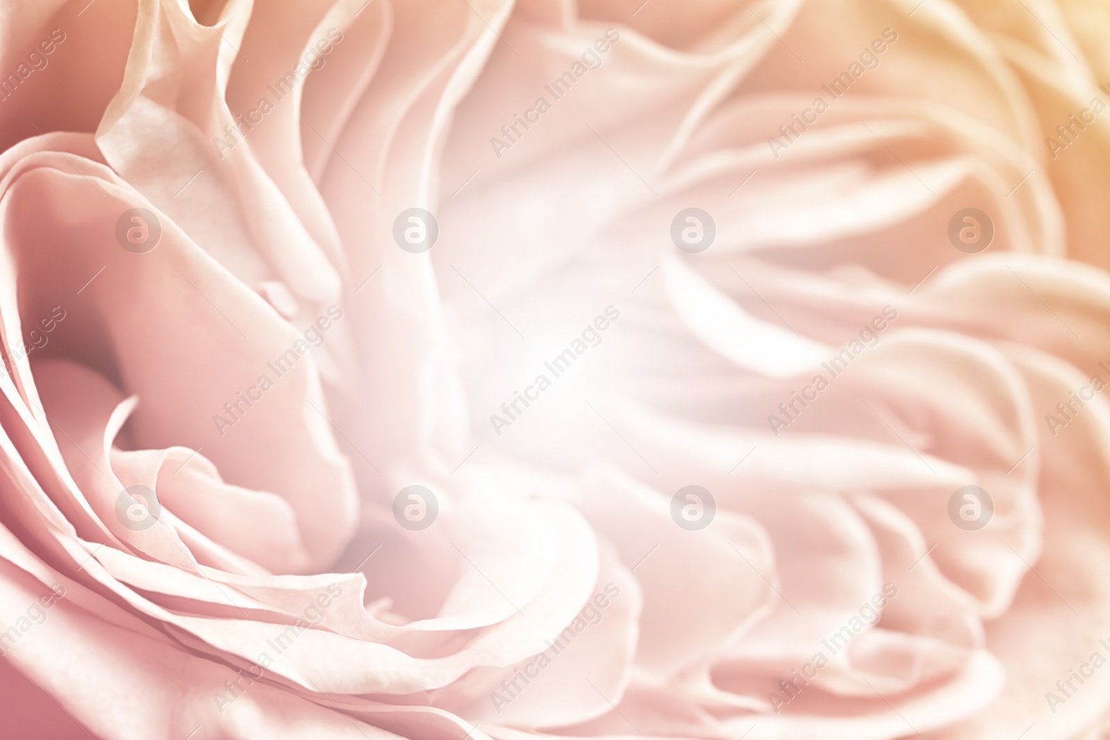 Image of Beautiful delicate flower, closeup. Floral decor in vintage style 