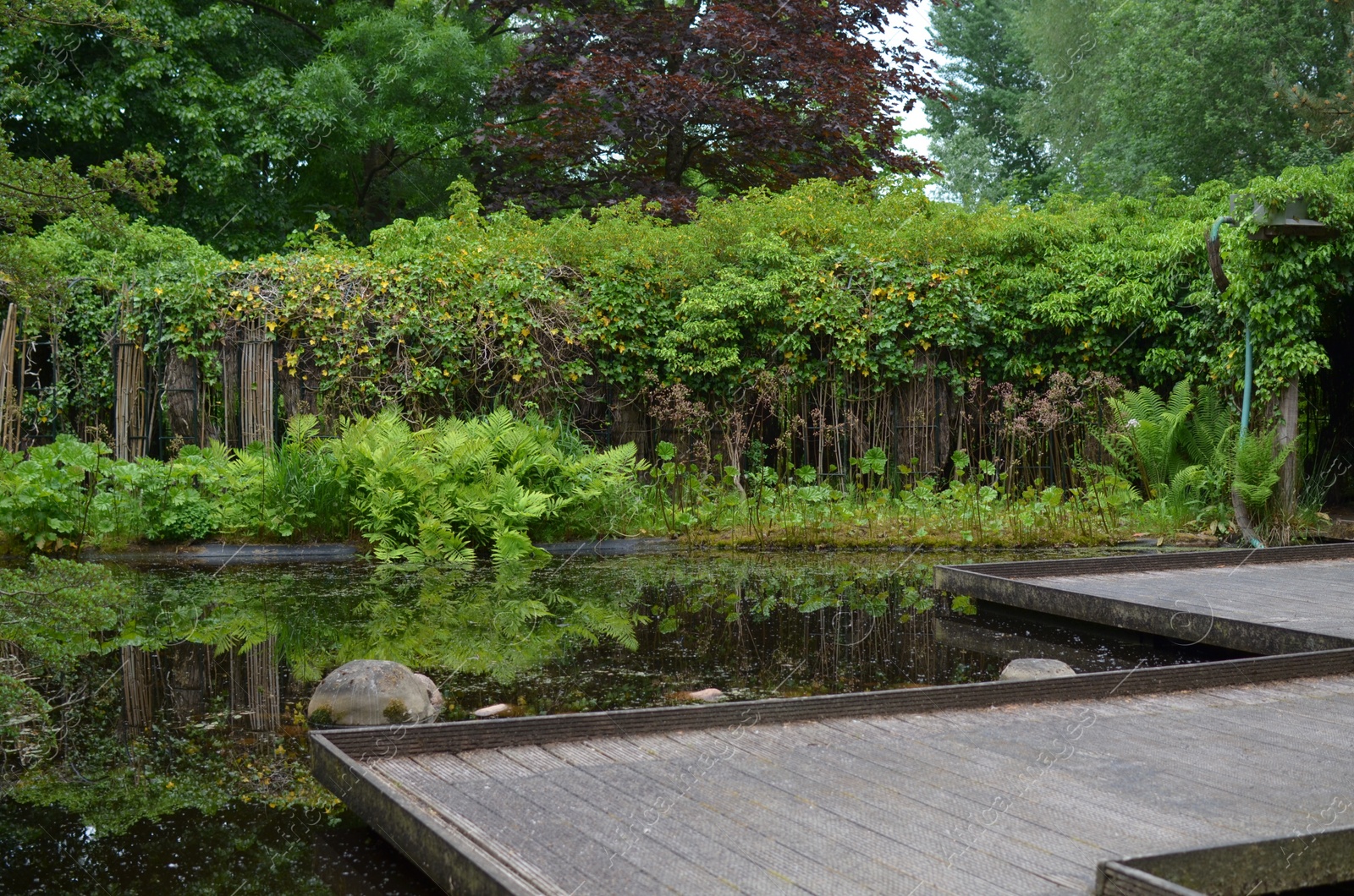 Photo of Beautiful view of wooden pond bridge and green plants in park