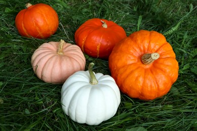 Photo of Many ripe pumpkins among green grass outdoors