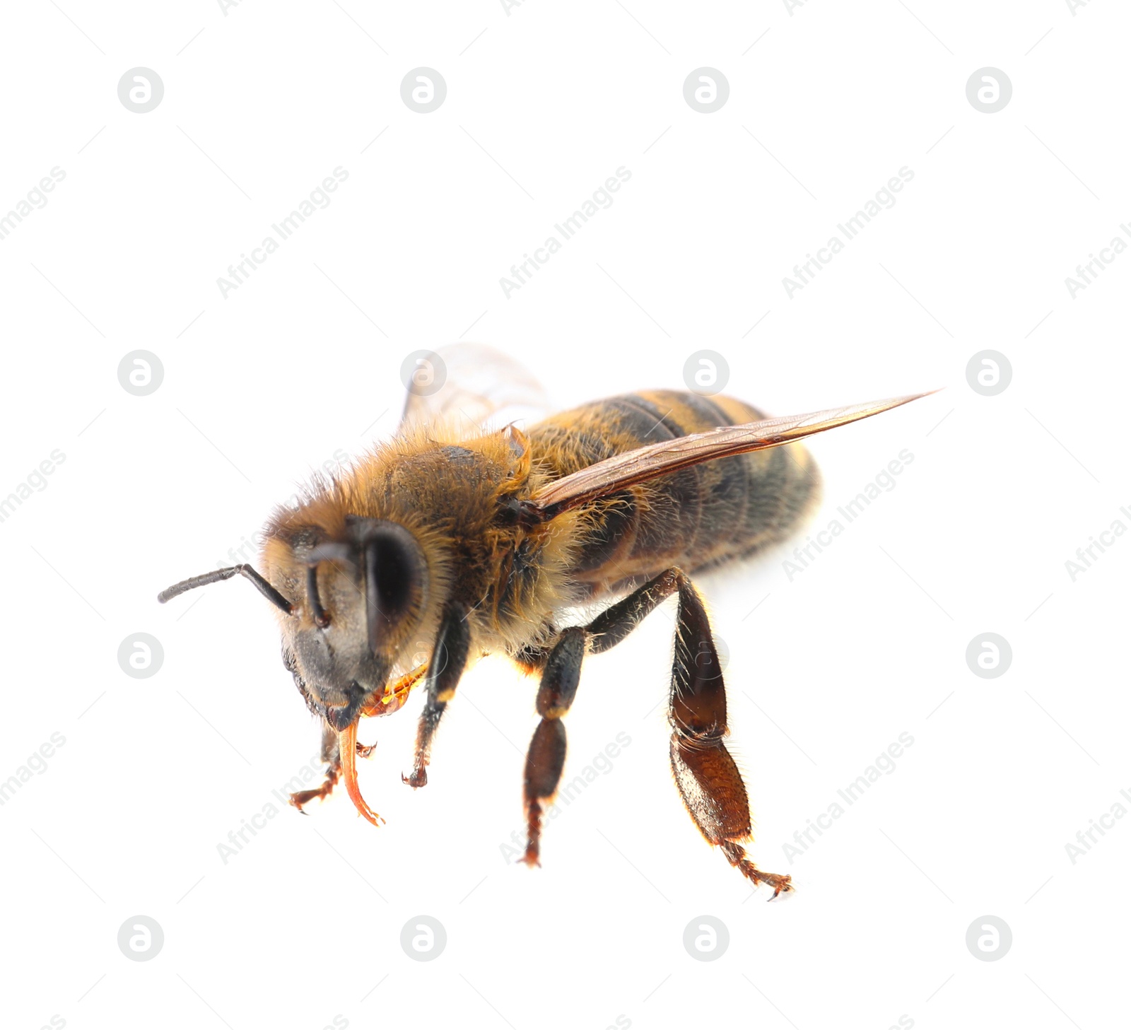 Photo of Beautiful honeybee on white background. Domesticated insect