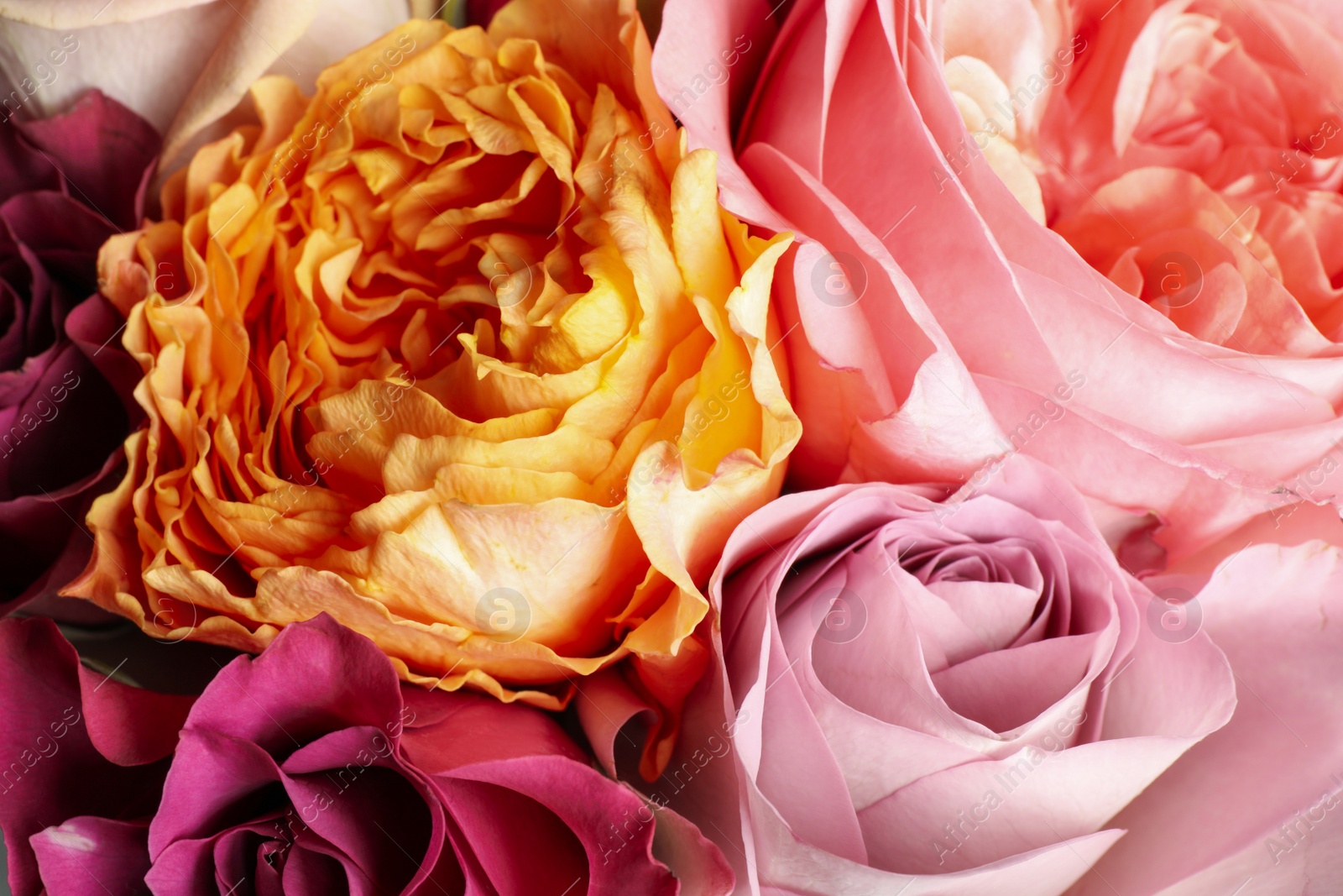 Photo of Beautiful fresh roses as background, closeup view. Floral decor