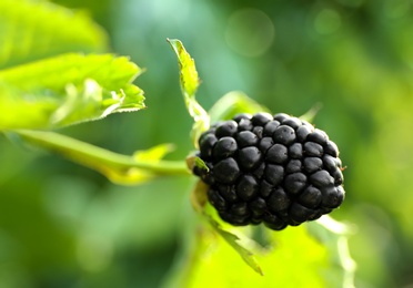 Photo of Blackberry bush with tasty ripe berry in garden, closeup