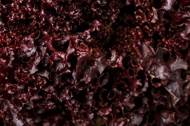 Photo of Fresh red coral lettuce as background, closeup