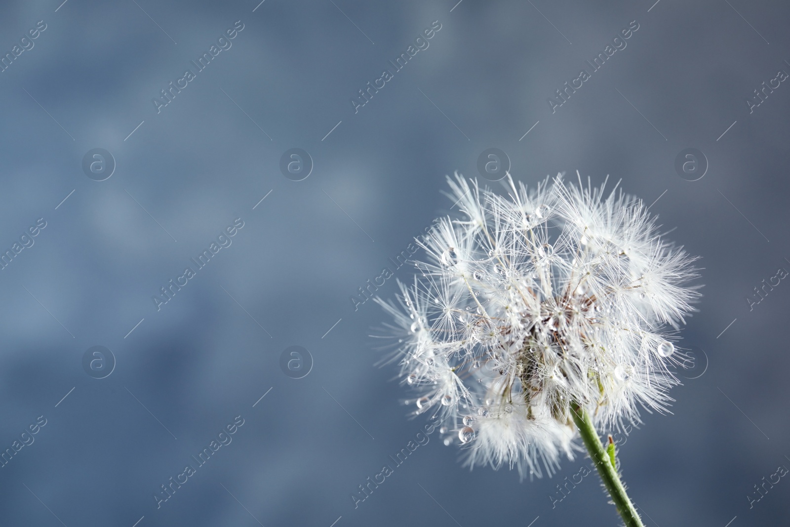 Photo of Beautiful dandelion flower with water drops on color background, closeup