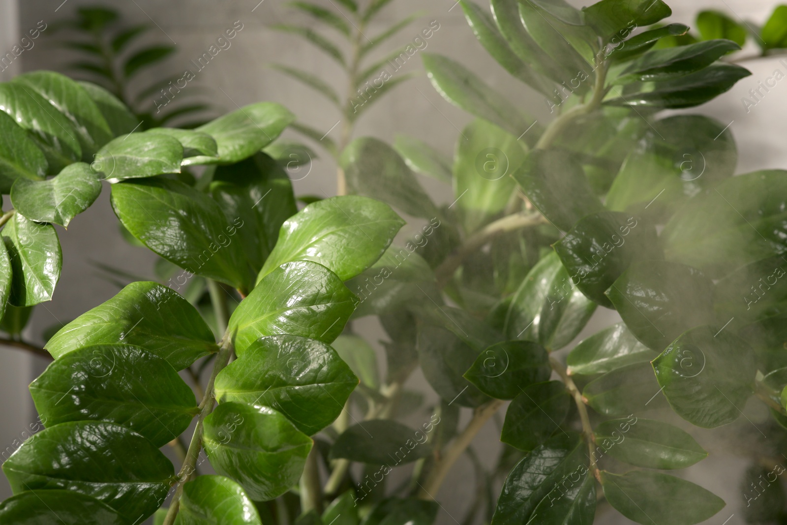 Photo of Beautiful green houseplant and steam indoors, closeup view. Air humidification