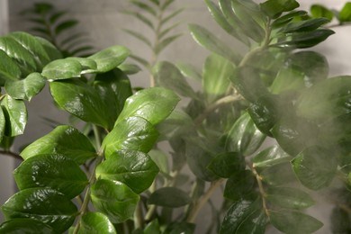 Photo of Beautiful green houseplant and steam indoors, closeup view. Air humidification