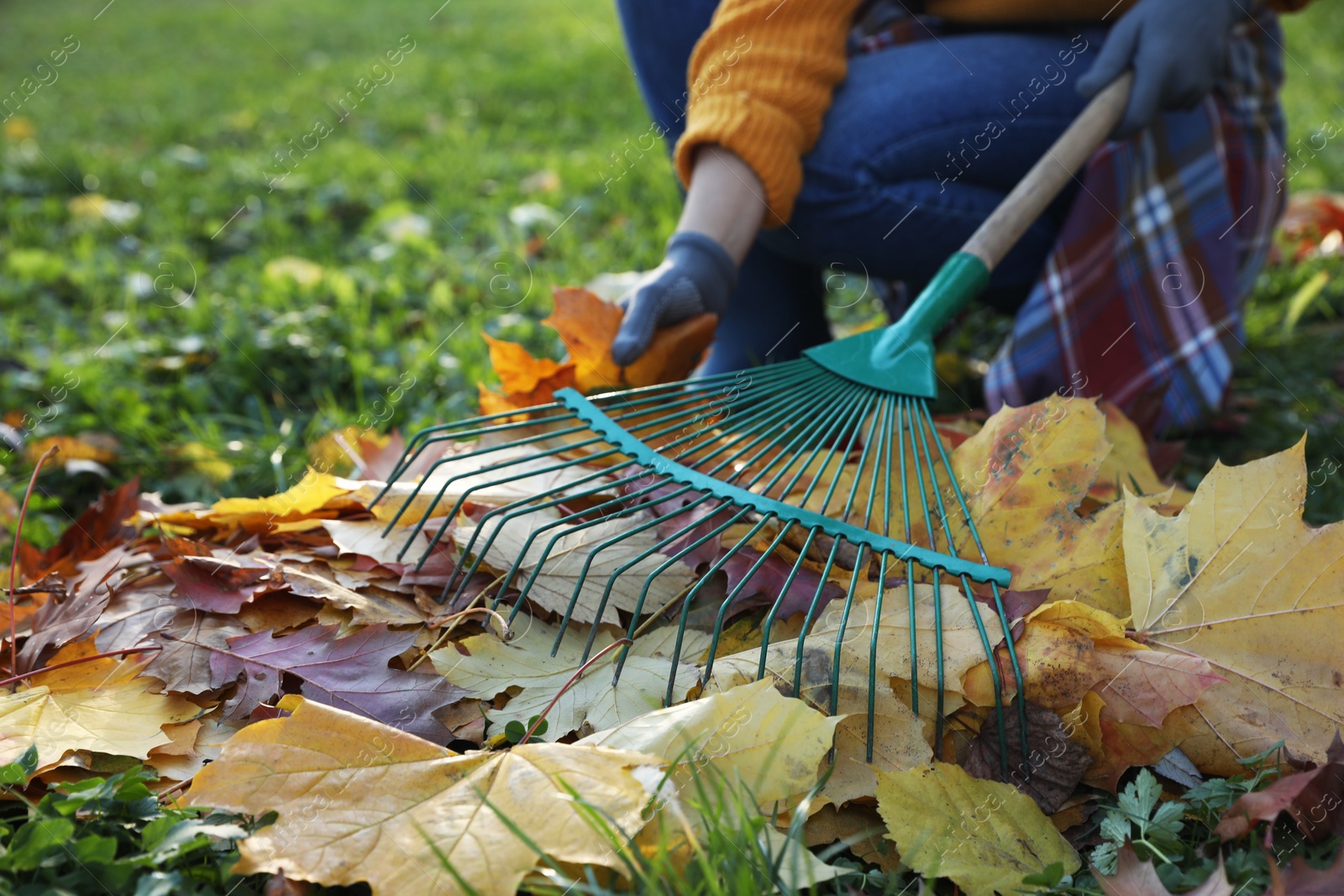 Photo of Woman raking fall leaves in park, closeup