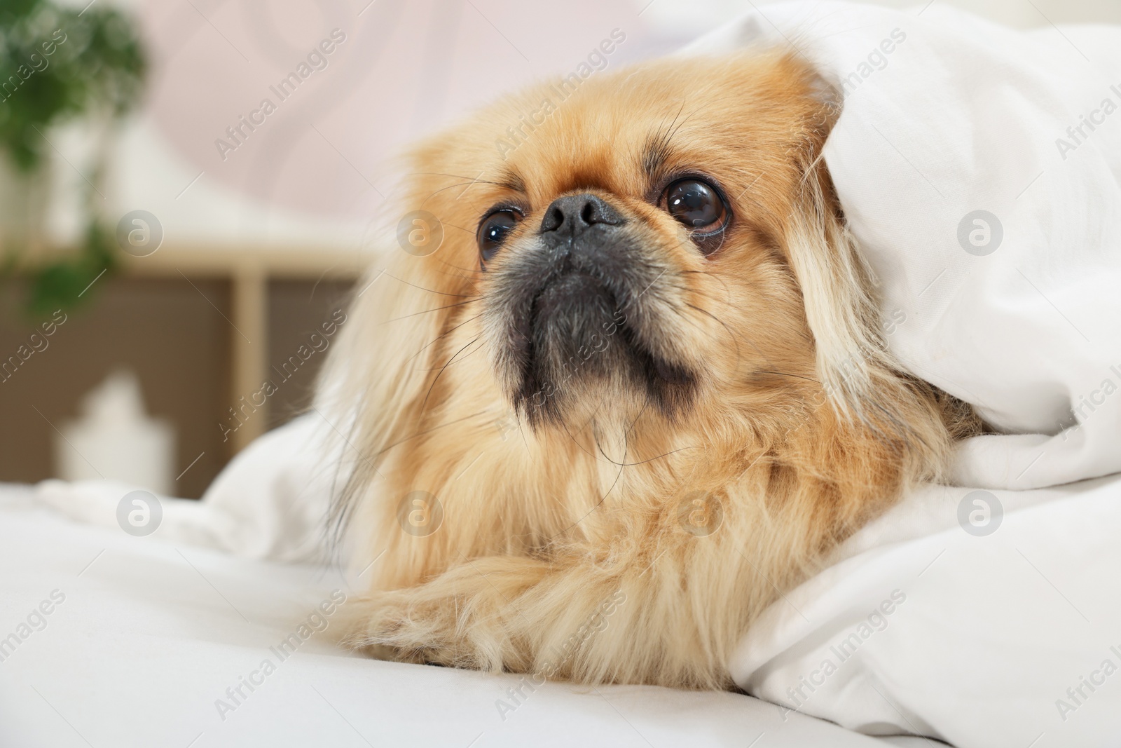 Photo of Cute Pekingese dog wrapped in blanket on bed indoors