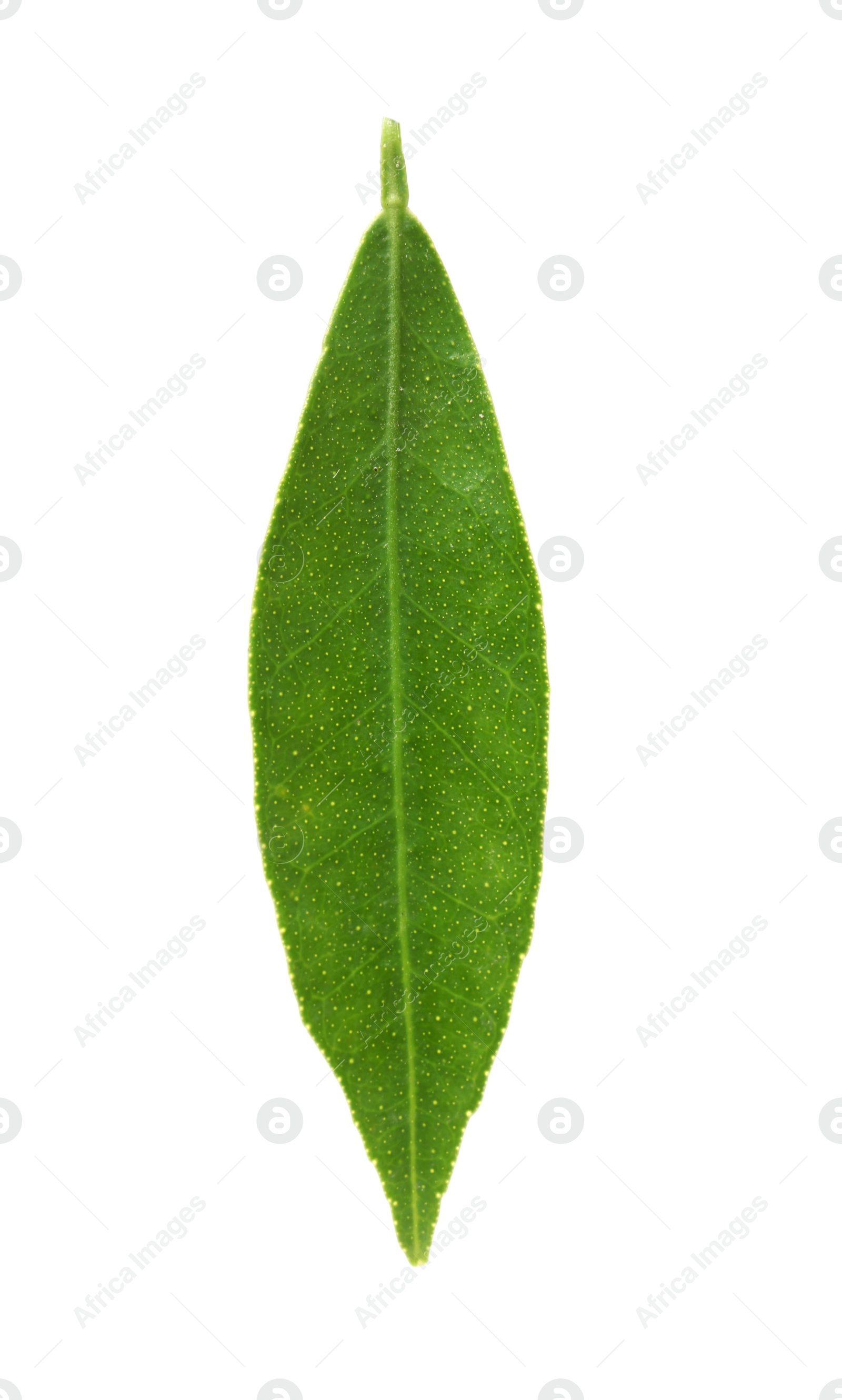 Photo of Fresh green tangerine leaf on white background