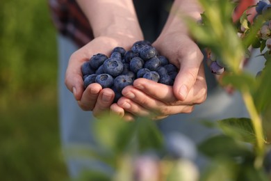 Photo of Woman holding heap of wild blueberries outdoors, closeup. Seasonal berries