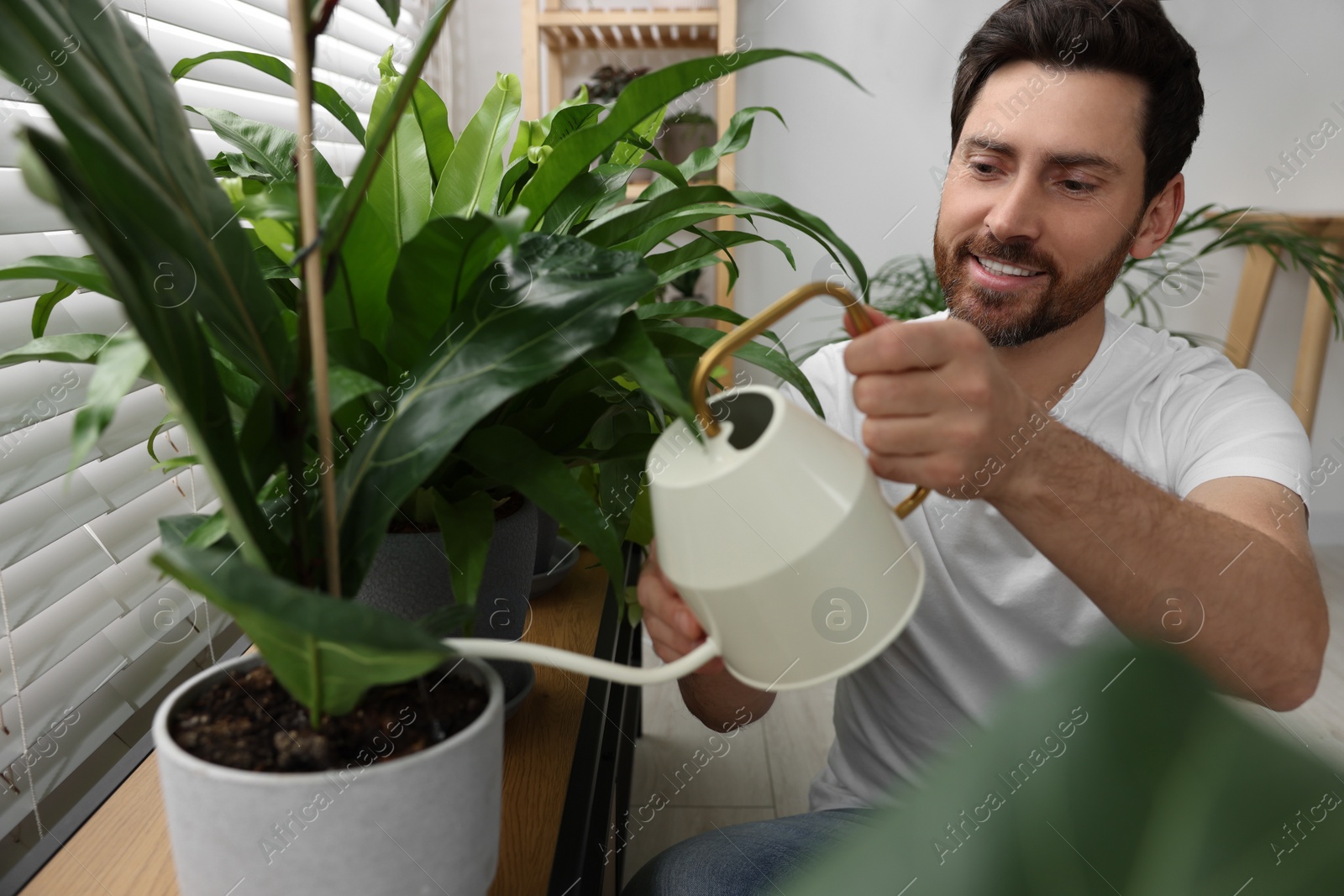 Photo of Man watering beautiful potted houseplants at home