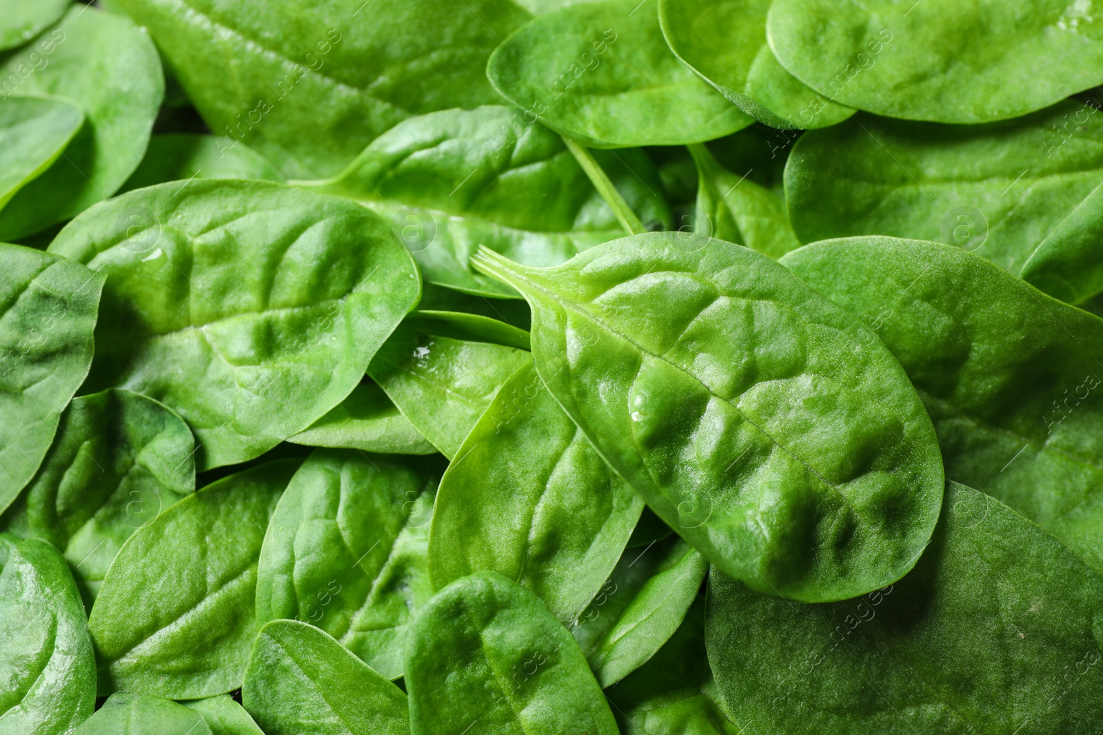 Photo of Fresh green healthy spinach as background, closeup