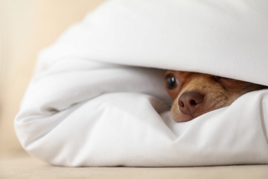 Photo of Cute Chihuahua dog wrapped in blanket at home, closeup