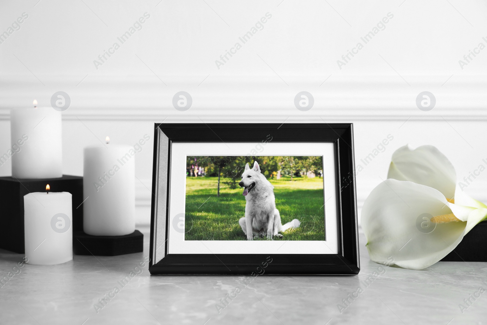 Photo of Frame with picture of dog, burning candles and calla lily flowers on light grey table. Pet funeral