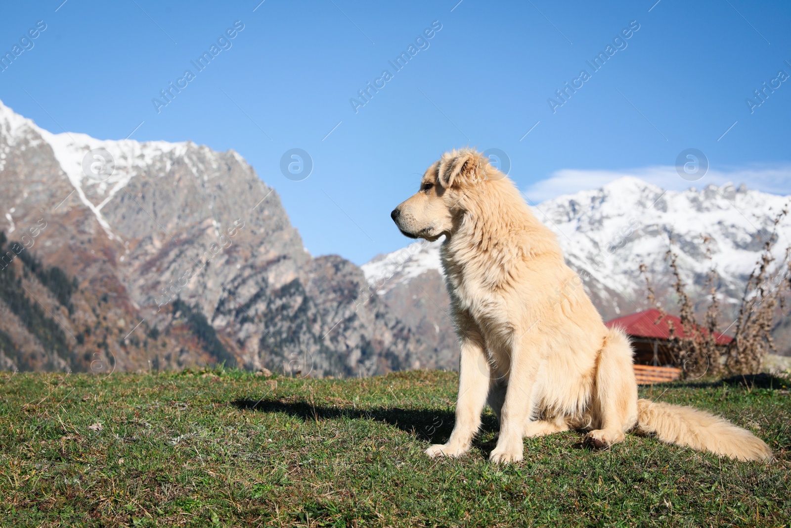 Photo of Adorable dog in mountains on sunny day