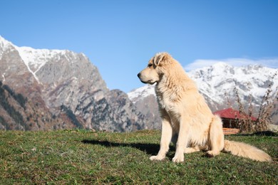 Photo of Adorable dog in mountains on sunny day