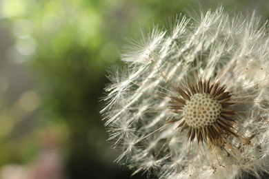 Photo of Beautiful dandelion flower on blurred green background, closeup. Space for text