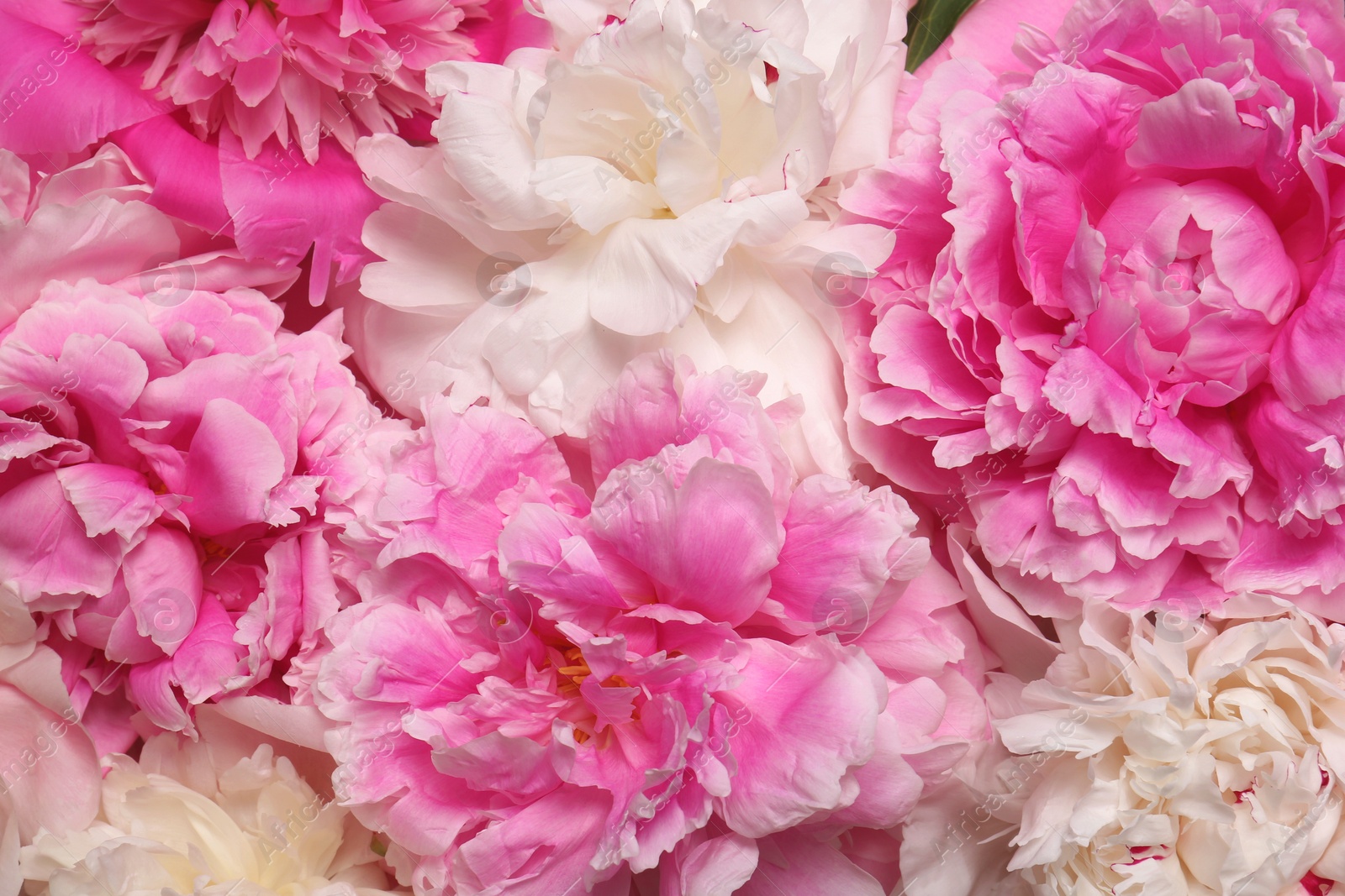 Photo of Beautiful aromatic peony flowers as background, closeup