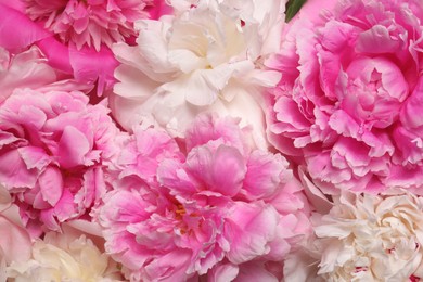 Beautiful aromatic peony flowers as background, closeup