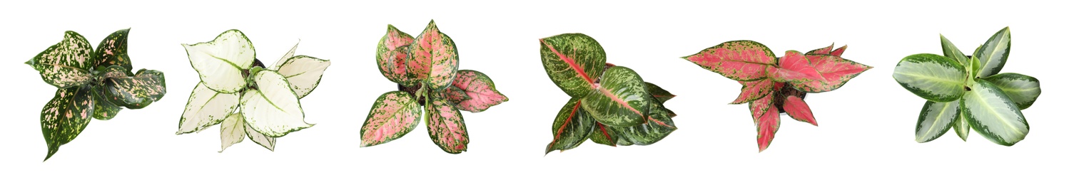 Image of SetAglaonema plants for house on white background, top view. Banner design 