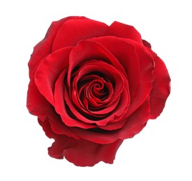 Photo of Beautiful fresh red rose isolated on white