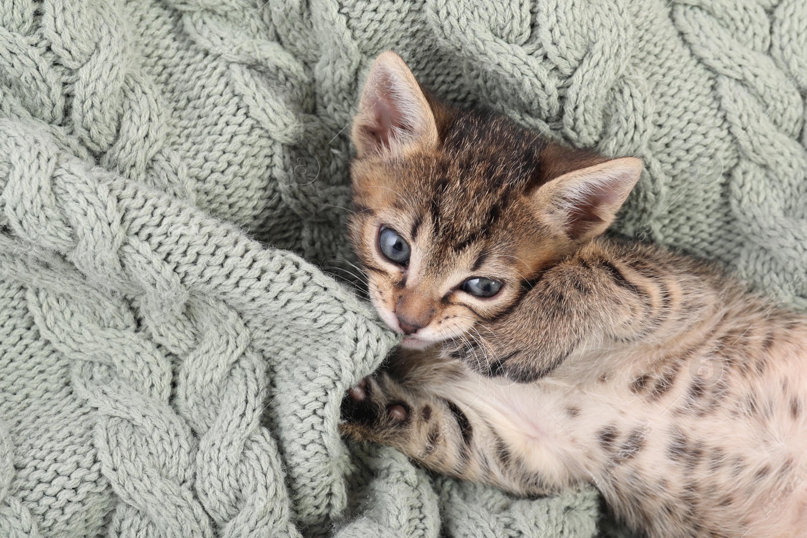 Photo of Cute fluffy kitten on blanket. Baby animal