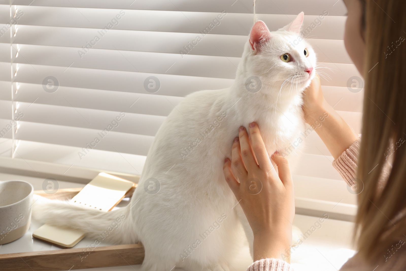 Photo of Young woman petting her beautiful white cat at home, closeup. Fluffy pet