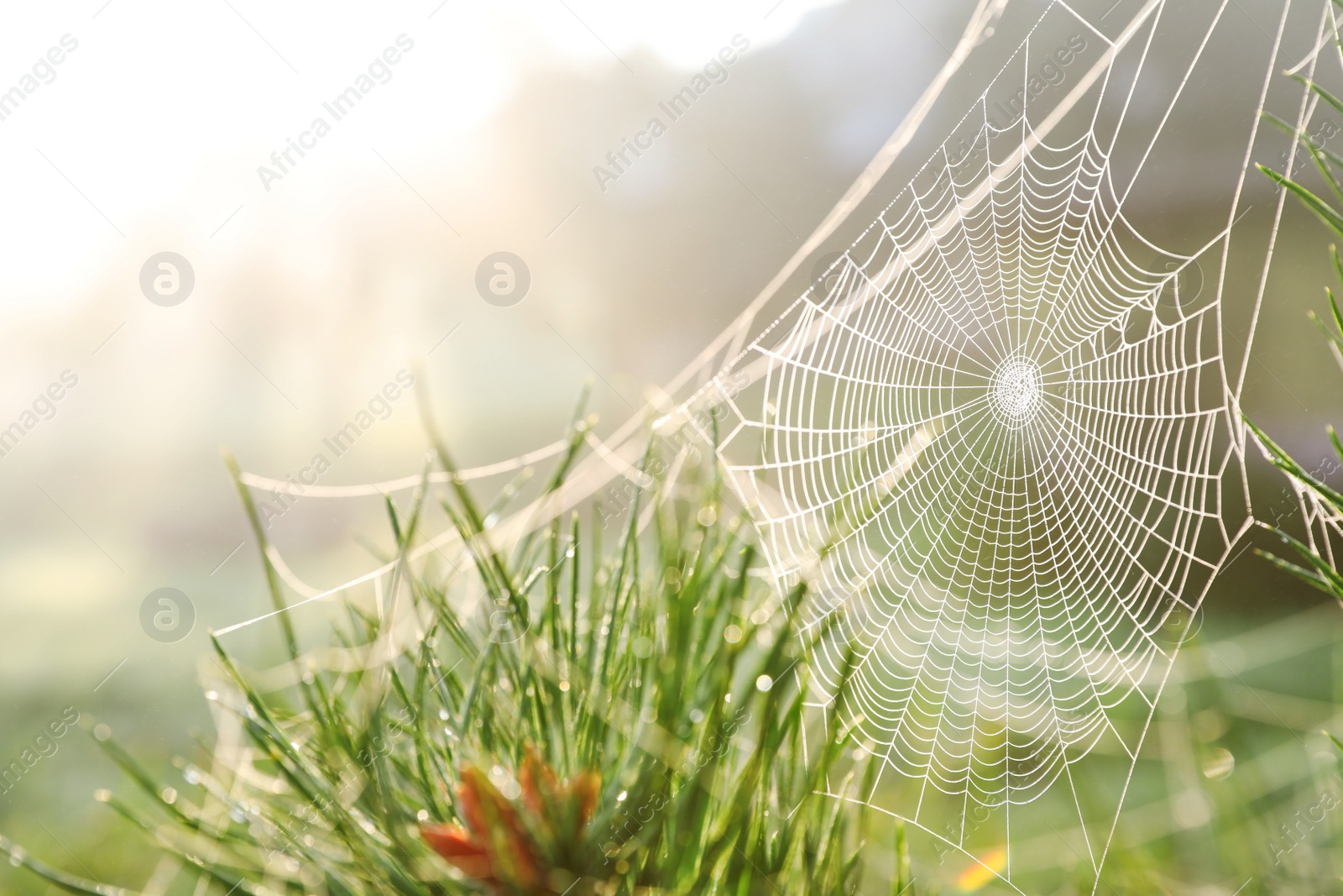 Photo of Cobweb on wild meadow, closeup view
